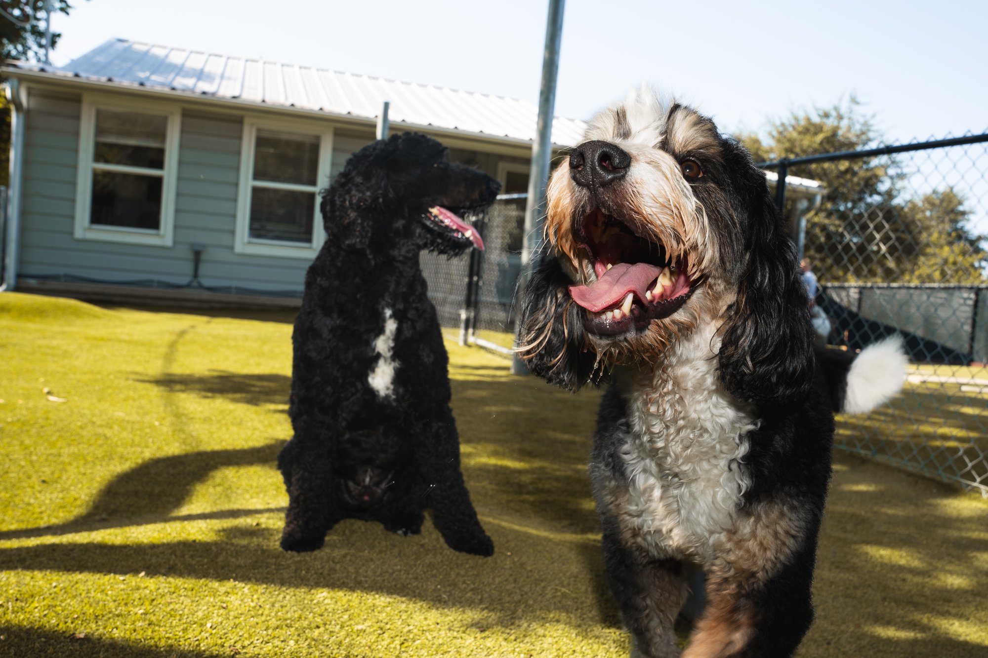 The Acre Dog Daycare